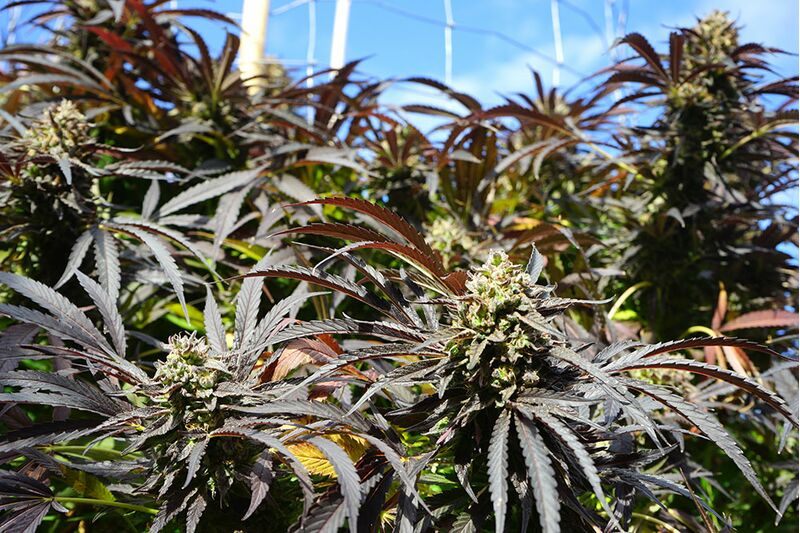 Runtz Fast Flowering, Фасовка: 3, изображение 2